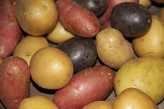 Potato Varieties